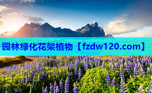 园林绿化花架植物