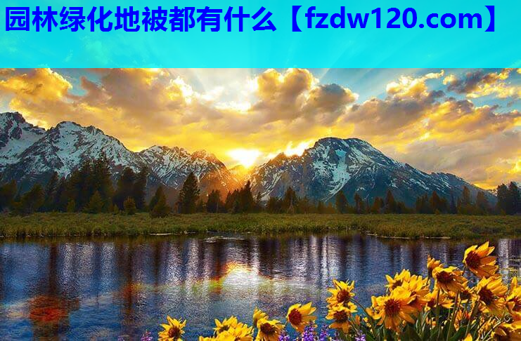 园林绿化地被都有什么