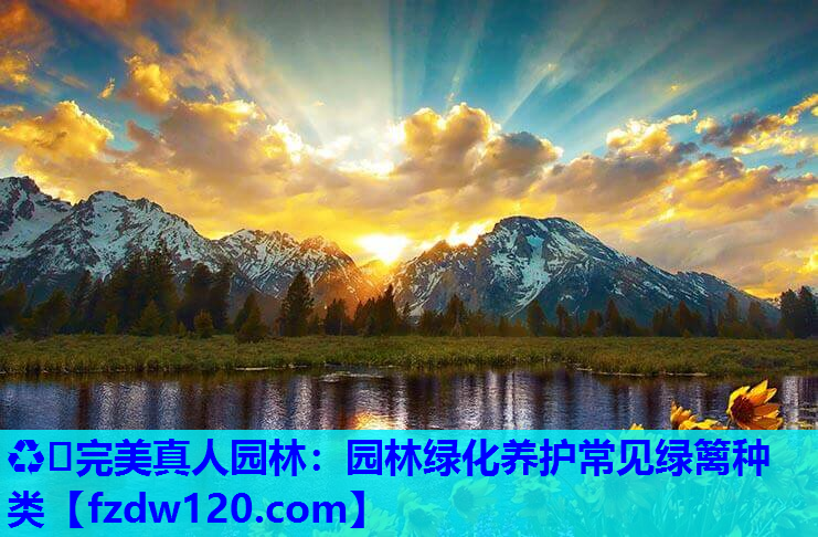 园林绿化养护常见绿篱种类