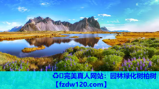 园林绿化树柏树