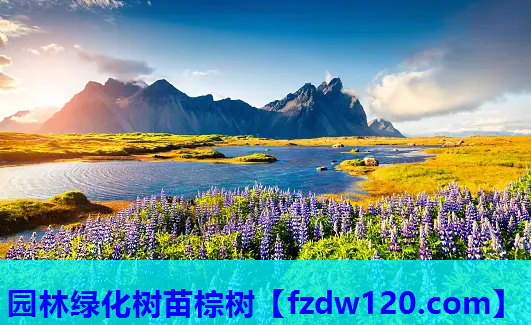 园林绿化树苗棕树