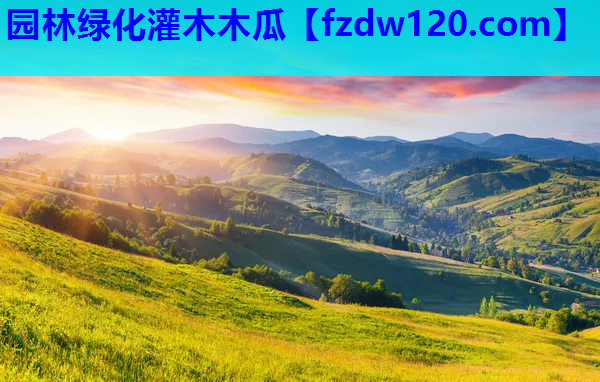 园林绿化灌木木瓜