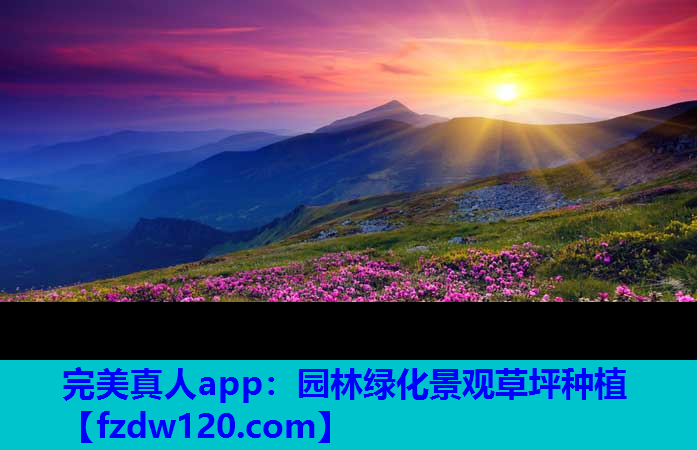 园林绿化景观草坪种植
