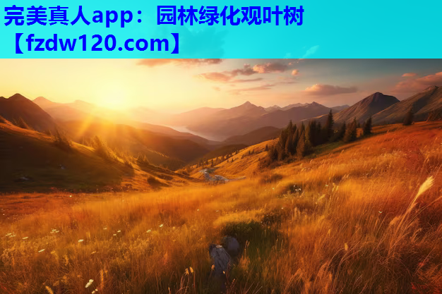 园林绿化观叶树