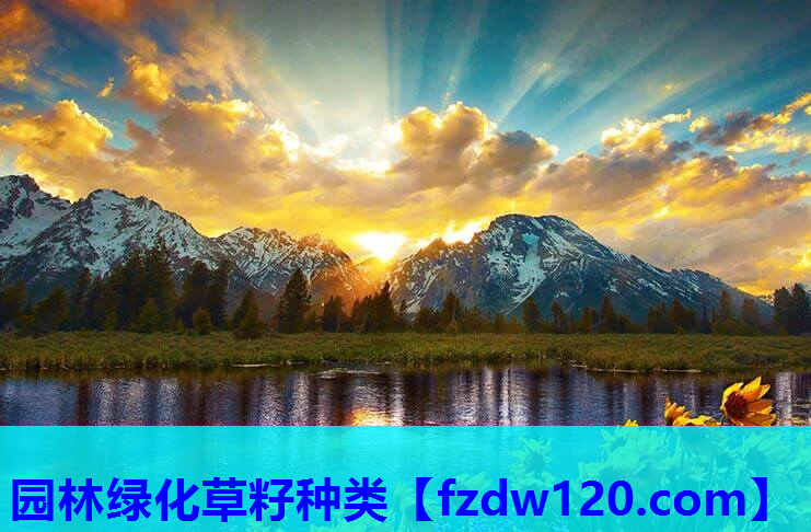 园林绿化草籽种类 园林绿化草籽种类