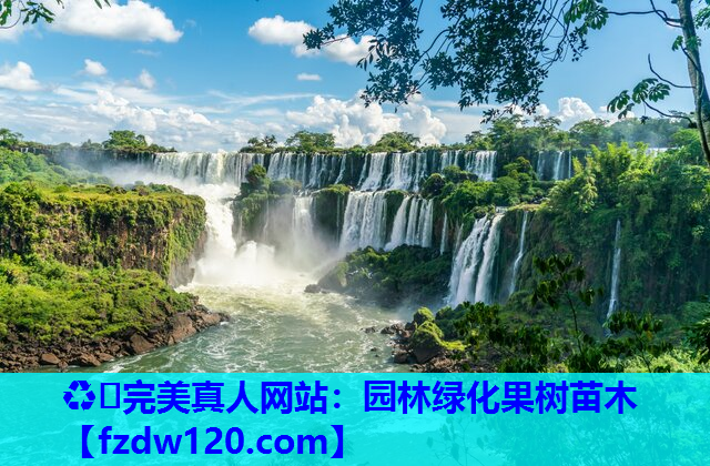 园林绿化果树苗木
