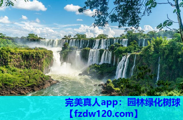 园林绿化树球