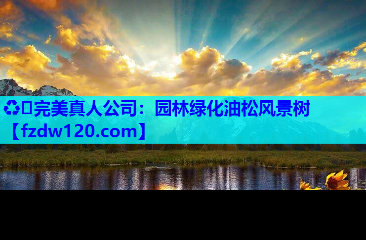 园林绿化油松风景树