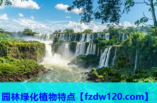 园林绿化植物特点