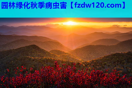 园林绿化秋季病虫害