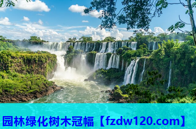 园林绿化树木冠幅